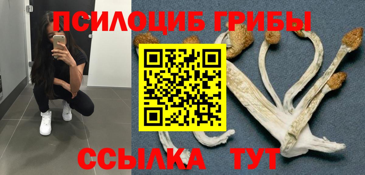Псилоцибиновые грибы Psilocybe Звенигород